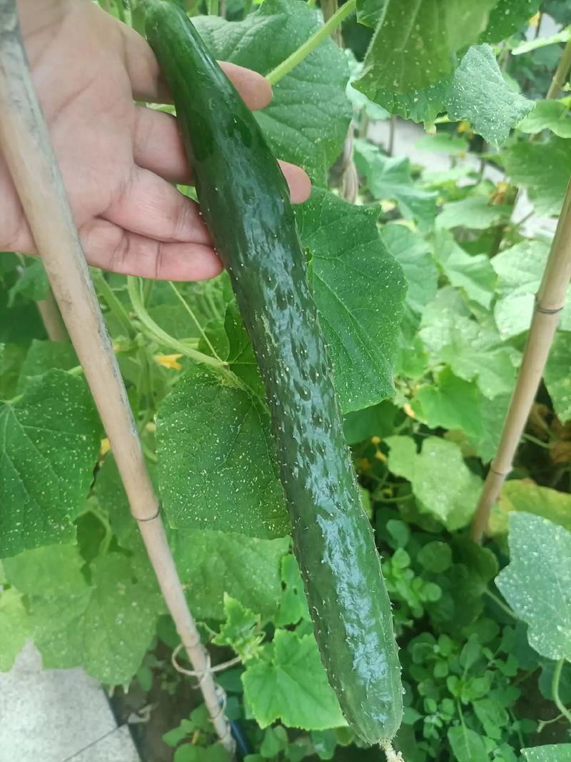 刚买回来的满天星几天后可以浇水，新种的满天星多久浇一次水-第3张图片-优品飞百科