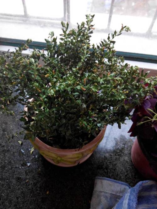 刚买回来的满天星几天后可以浇水，新种的满天星多久浇一次水-第4张图片-优品飞百科