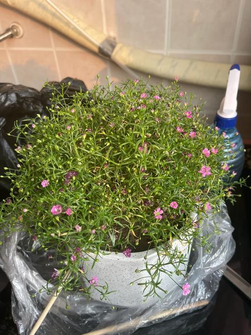 刚买回来的满天星几天后可以浇水，新种的满天星多久浇一次水-第5张图片-优品飞百科