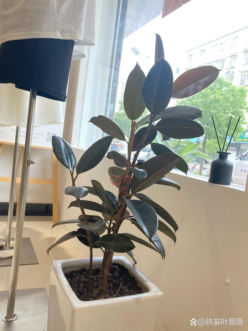 橡皮树怎么修剪更好看，橡皮树的修剪方法图解 枝条