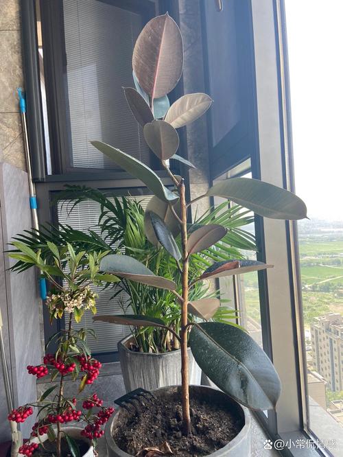 橡皮树怎么修剪更好看，橡皮树的修剪方法图解 枝条-第2张图片-优品飞百科