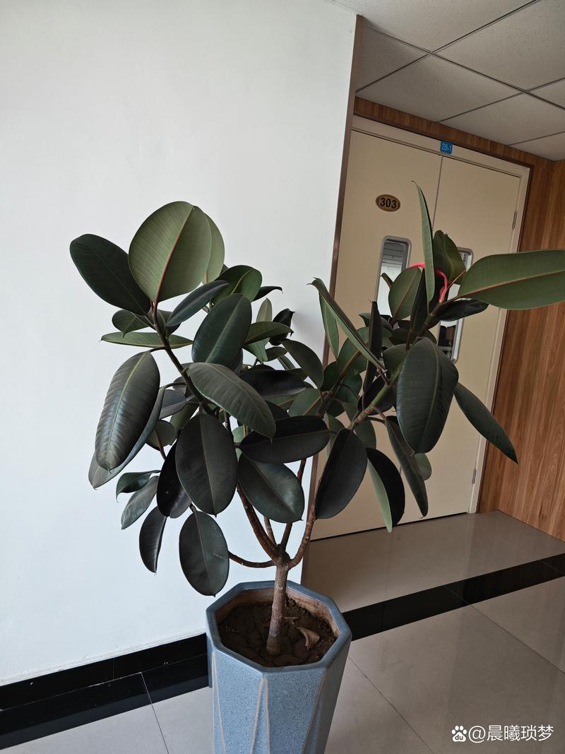 橡皮树怎么修剪更好看，橡皮树的修剪方法图解 枝条-第3张图片-优品飞百科