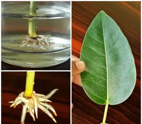 橡皮树怎么修剪更好看，橡皮树的修剪方法图解 枝条-第4张图片-优品飞百科