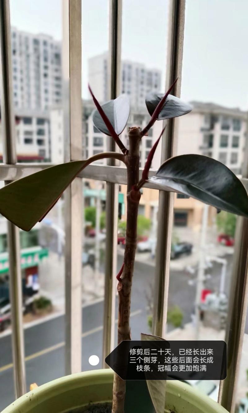 橡皮树怎么修剪更好看，橡皮树的修剪方法图解 枝条-第5张图片-优品飞百科