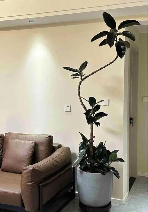 橡皮树怎么修剪更好看，橡皮树的修剪方法图解 枝条-第6张图片-优品飞百科