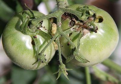 火炬花有哪些病虫害？火炬花的养护？