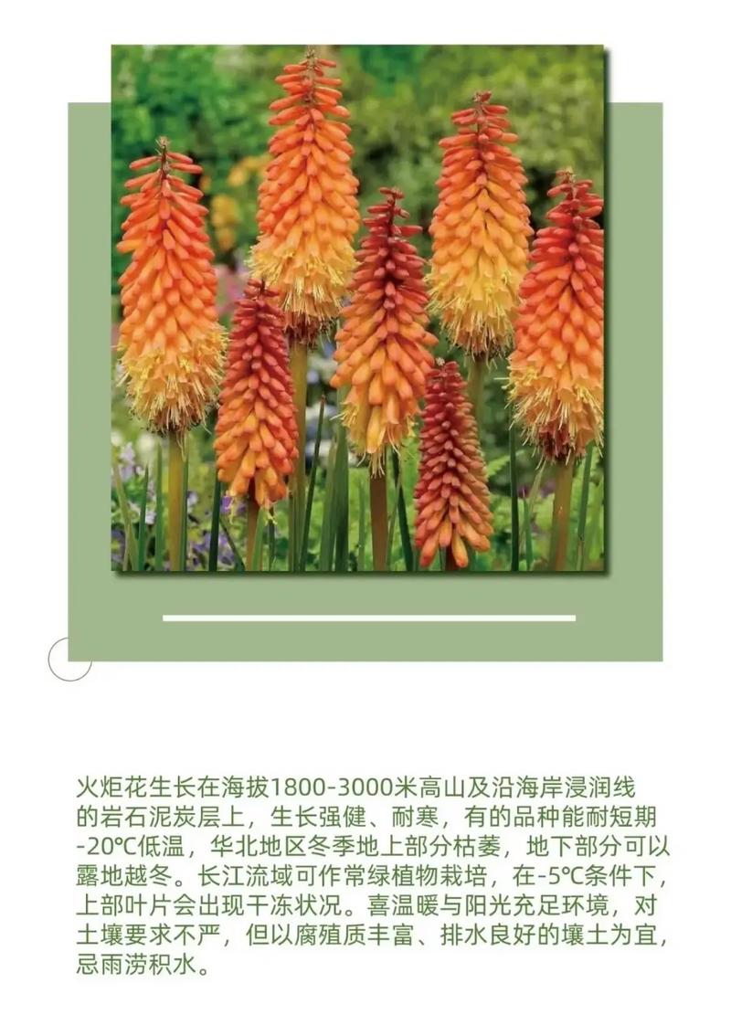 火炬花有哪些病虫害？火炬花的养护？-第2张图片-优品飞百科