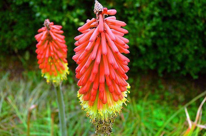 火炬花有哪些病虫害？火炬花的养护？-第3张图片-优品飞百科