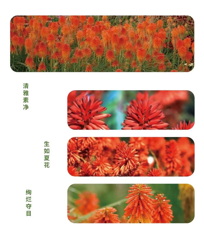 火炬花有哪些病虫害？火炬花的养护？-第5张图片-优品飞百科