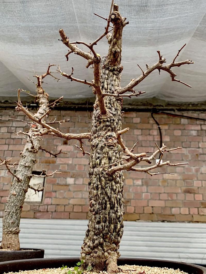 火炬花有哪些病虫害？火炬花的养护？-第4张图片-优品飞百科