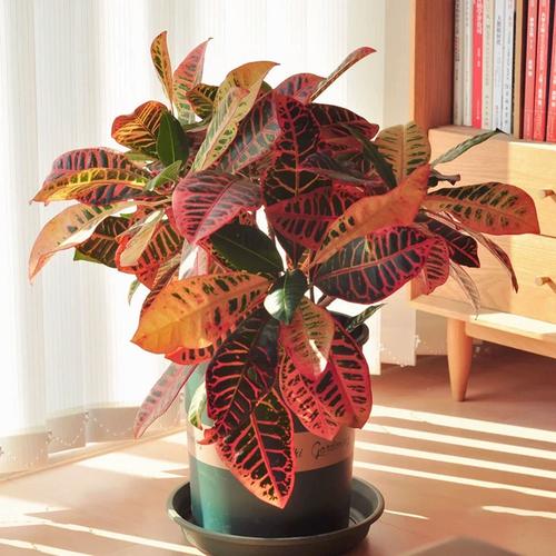 新买的洒金榕怎么养，洒金榕养殖方法和注意事项-第3张图片-优品飞百科