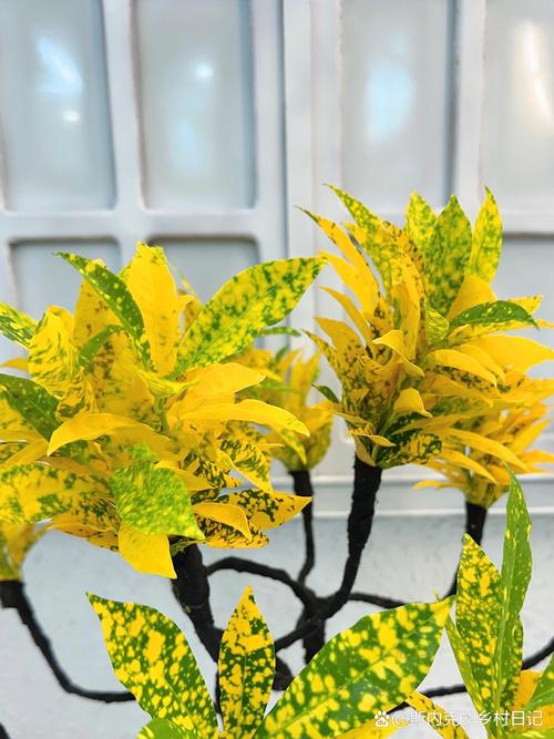 新买的洒金榕怎么养，洒金榕养殖方法和注意事项-第4张图片-优品飞百科