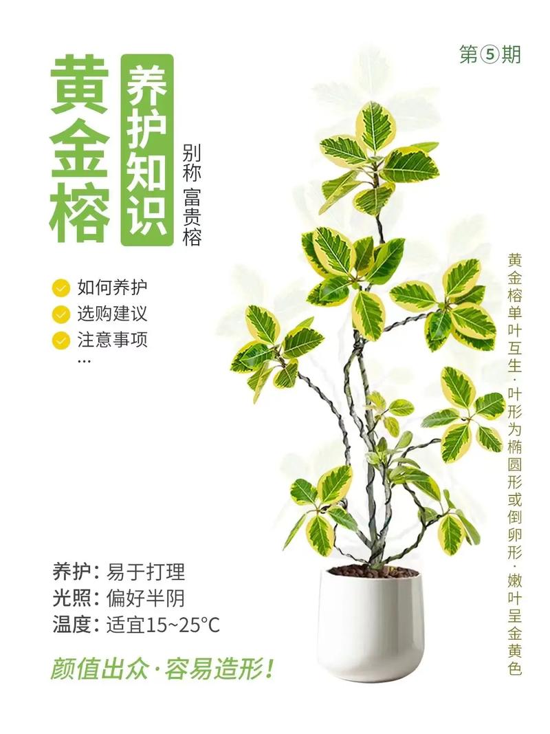 新买的洒金榕怎么养，洒金榕养殖方法和注意事项-第6张图片-优品飞百科