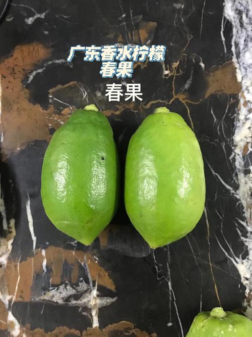 柠檬什么季节成熟？柠檬季节是几月份？-第3张图片-优品飞百科
