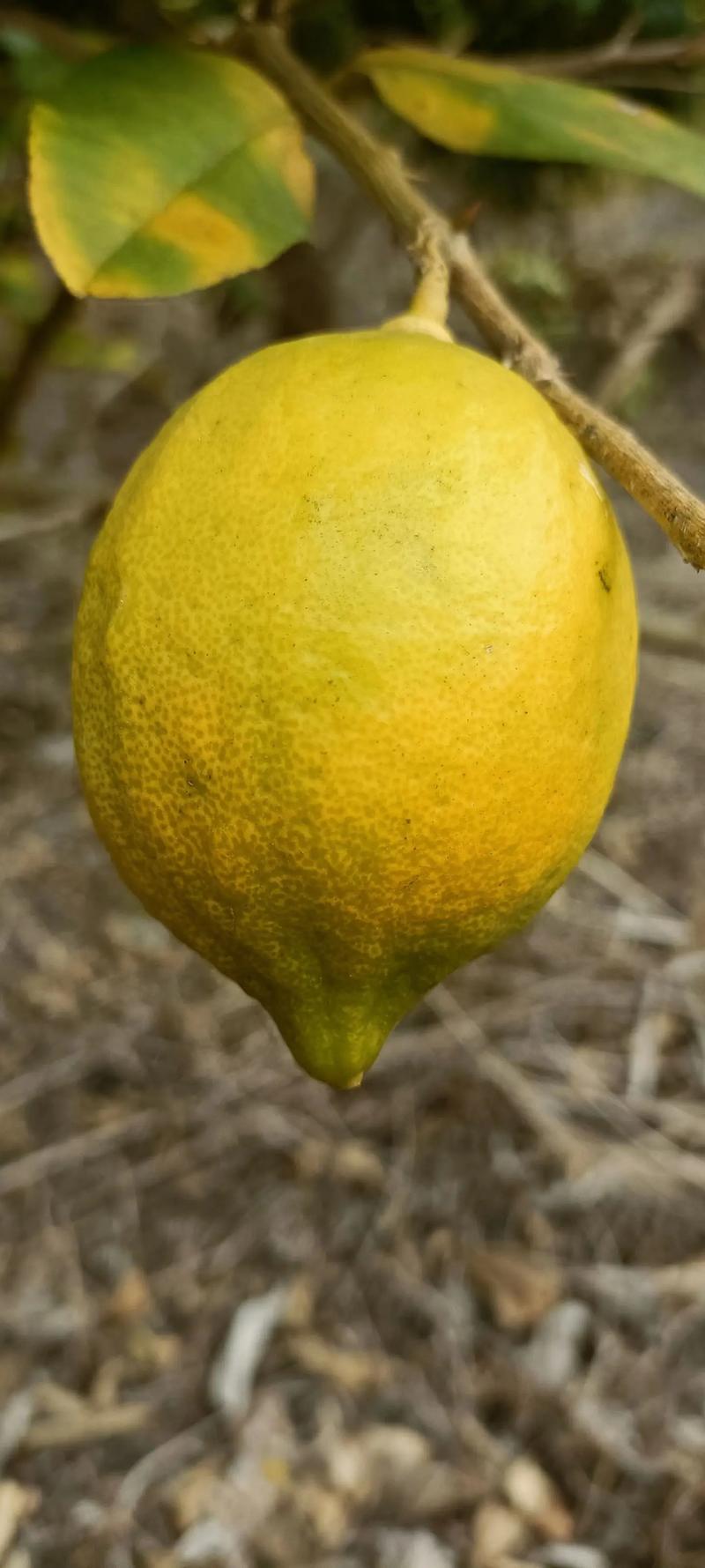 柠檬什么季节成熟？柠檬季节是几月份？-第5张图片-优品飞百科