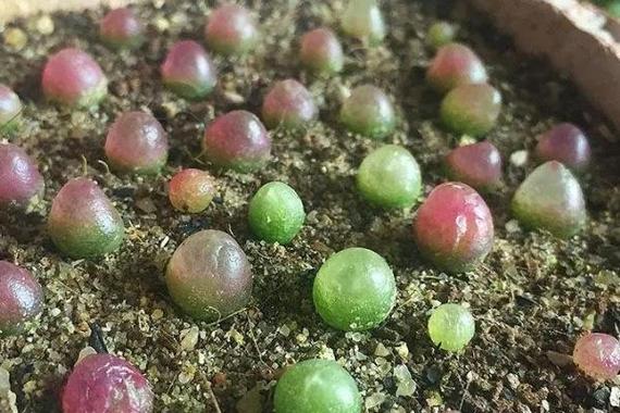 多肉灯泡好养吗？多肉灯泡好养吗怎么养？