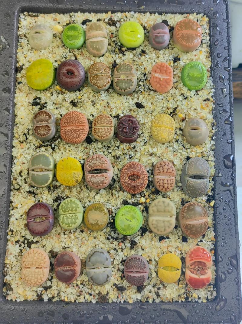 多肉灯泡好养吗?多肉灯泡好养吗怎么养?-第2张图片-优品飞百科 多肉灯泡好养吗?多肉灯泡好养吗怎么养?-第2张图片-优品飞百科