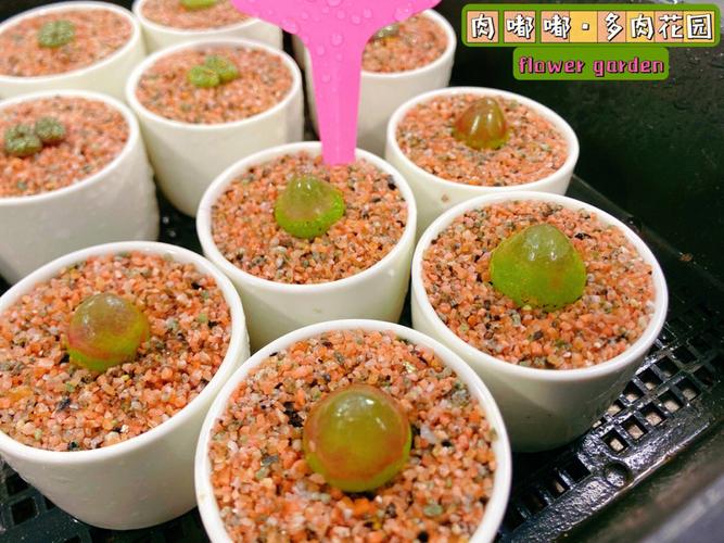 多肉灯泡好养吗?多肉灯泡好养吗怎么养?-第3张图片-优品飞百科 多肉灯泡好养吗?多肉灯泡好养吗怎么养?-第3张图片-优品飞百科