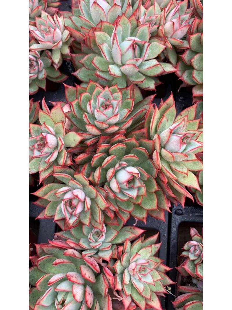 多肉灯泡好养吗?多肉灯泡好养吗怎么养?-第4张图片-优品飞百科 多肉灯泡好养吗?多肉灯泡好养吗怎么养?-第4张图片-优品飞百科