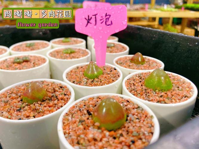 多肉灯泡好养吗?多肉灯泡好养吗怎么养?-第5张图片-优品飞百科 多肉灯泡好养吗?多肉灯泡好养吗怎么养?-第5张图片-优品飞百科