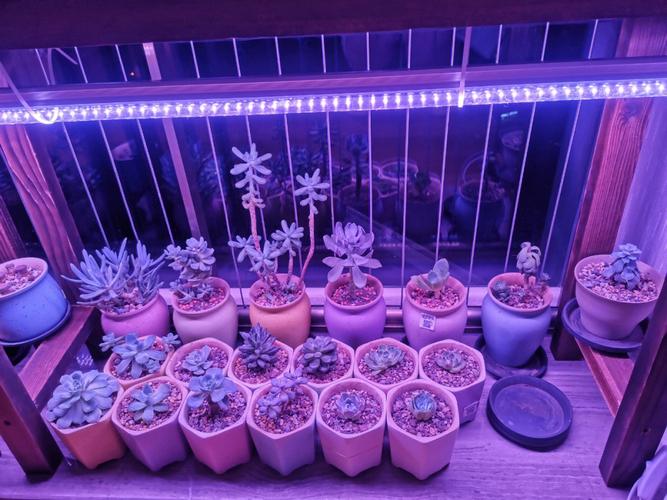 多肉灯泡好养吗?多肉灯泡好养吗怎么养?-第6张图片-优品飞百科 多肉灯泡好养吗?多肉灯泡好养吗怎么养?-第6张图片-优品飞百科