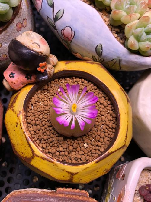 多肉灯泡好养吗?多肉灯泡好养吗怎么养?-第7张图片-优品飞百科 多肉灯泡好养吗?多肉灯泡好养吗怎么养?-第7张图片-优品飞百科