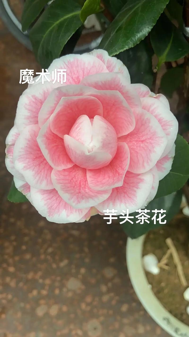 如何让茶花尽快开花？如何让茶花尽快开花呢？