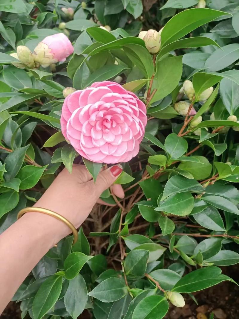 如何让茶花尽快开花?如何让茶花尽快开花呢?-第2张图片-优品飞百科 如何让茶花尽快开花?如何让茶花尽快开花呢?-第2张图片-优品飞百科