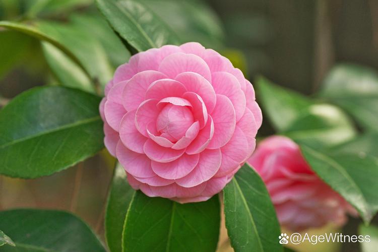 如何让茶花尽快开花?如何让茶花尽快开花呢?-第3张图片-优品飞百科 如何让茶花尽快开花?如何让茶花尽快开花呢?-第3张图片-优品飞百科