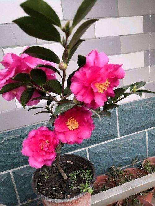 如何让茶花尽快开花?如何让茶花尽快开花呢?-第4张图片-优品飞百科 如何让茶花尽快开花?如何让茶花尽快开花呢?-第4张图片-优品飞百科