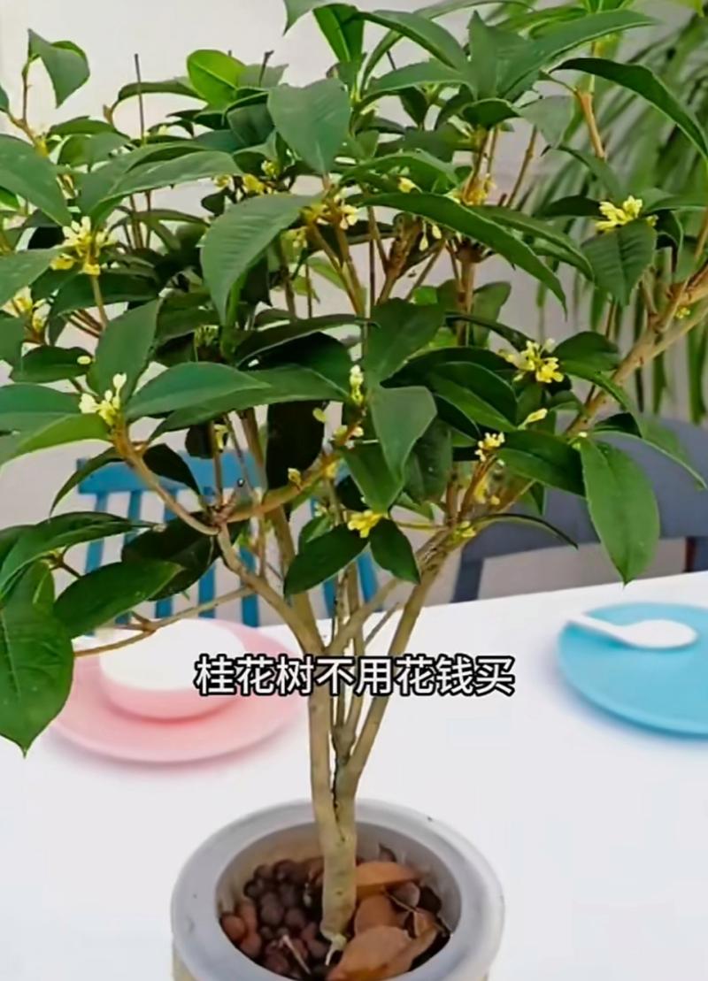 桂花树枝能插活吗，桂花树枝能不能插活