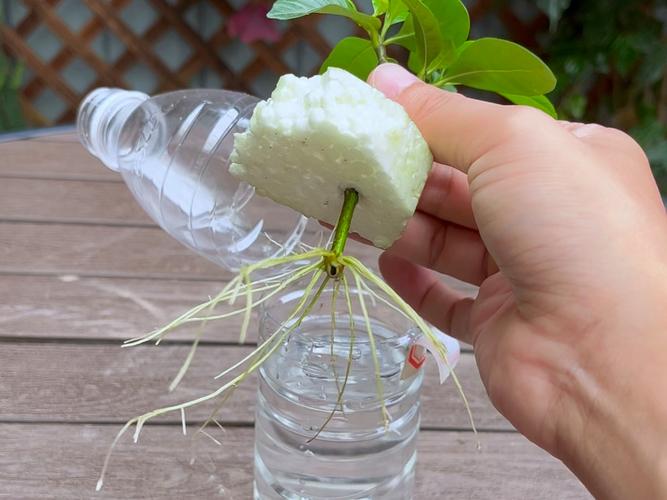 桂花树枝能插活吗,桂花树枝能不能插活-第2张图片-优品飞百科 桂花树枝能插活吗,桂花树枝能不能插活-第2张图片-优品飞百科