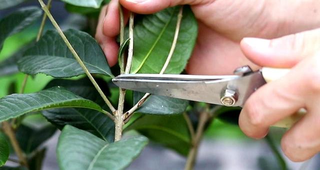 桂花树枝能插活吗,桂花树枝能不能插活-第3张图片-优品飞百科 桂花树枝能插活吗,桂花树枝能不能插活-第3张图片-优品飞百科