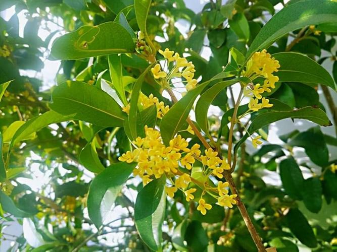 桂花树枝能插活吗,桂花树枝能不能插活-第4张图片-优品飞百科 桂花树枝能插活吗,桂花树枝能不能插活-第4张图片-优品飞百科