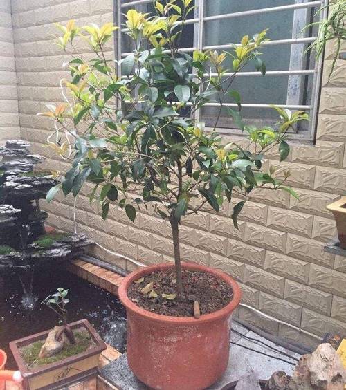 桂花树枝能插活吗,桂花树枝能不能插活-第5张图片-优品飞百科 桂花树枝能插活吗,桂花树枝能不能插活-第5张图片-优品飞百科