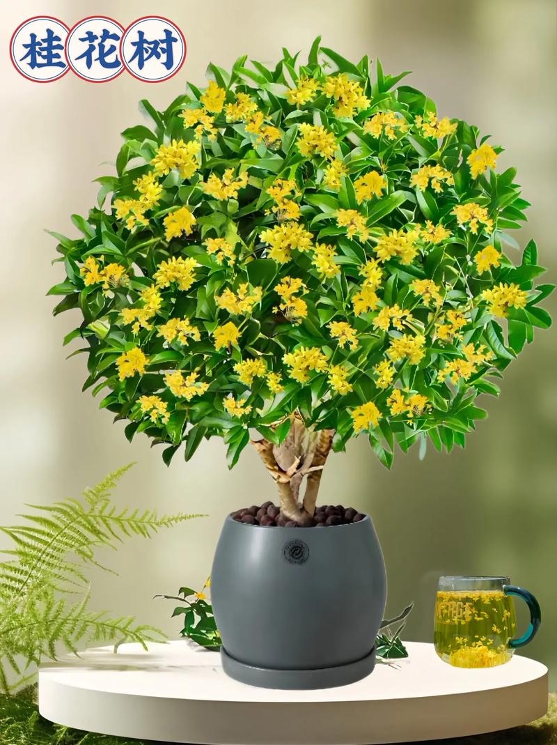 桂花树枝能插活吗,桂花树枝能不能插活-第6张图片-优品飞百科 桂花树枝能插活吗,桂花树枝能不能插活-第6张图片-优品飞百科