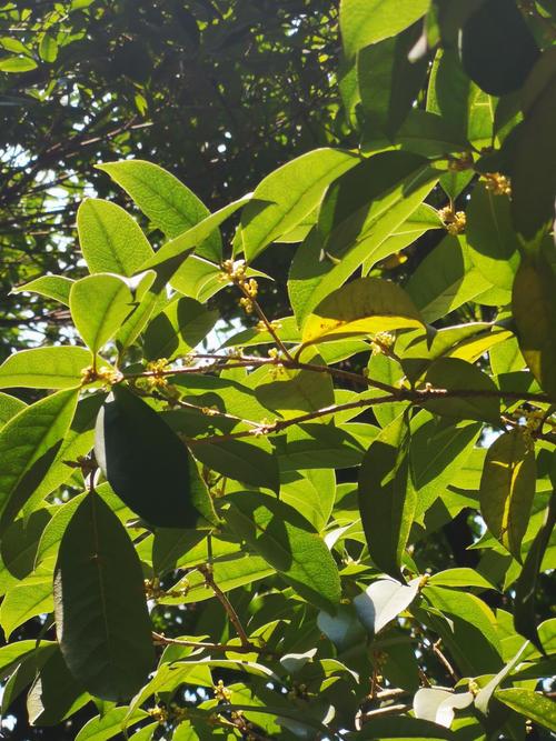 桂花树枝能插活吗,桂花树枝能不能插活-第7张图片-优品飞百科 桂花树枝能插活吗,桂花树枝能不能插活-第7张图片-优品飞百科