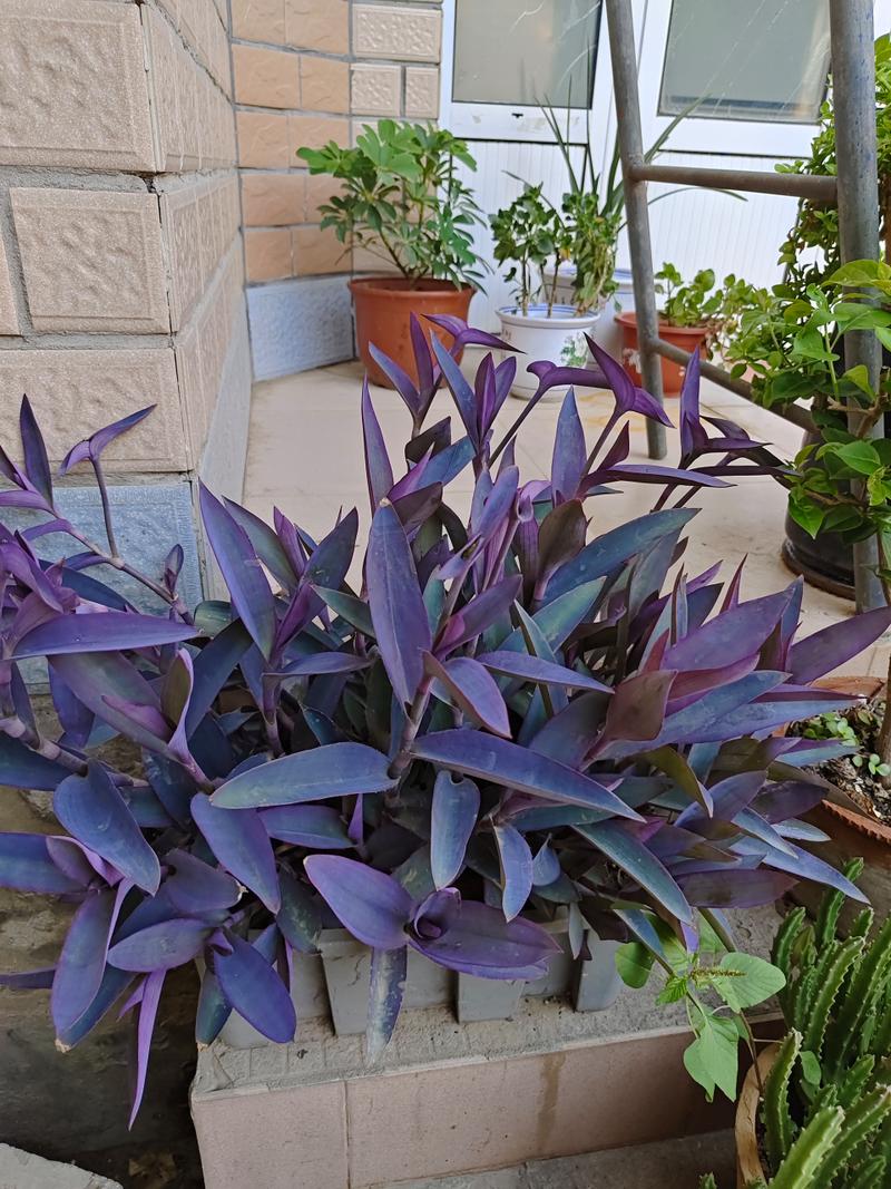 紫竹梅怎样修剪漂亮？紫竹梅怎么摘心修剪视频？