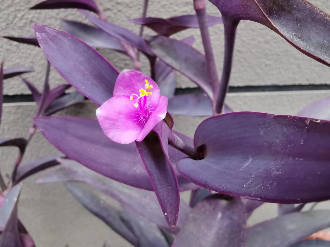 紫竹梅怎样修剪漂亮？紫竹梅怎么摘心修剪视频？-第2张图片-优品飞百科