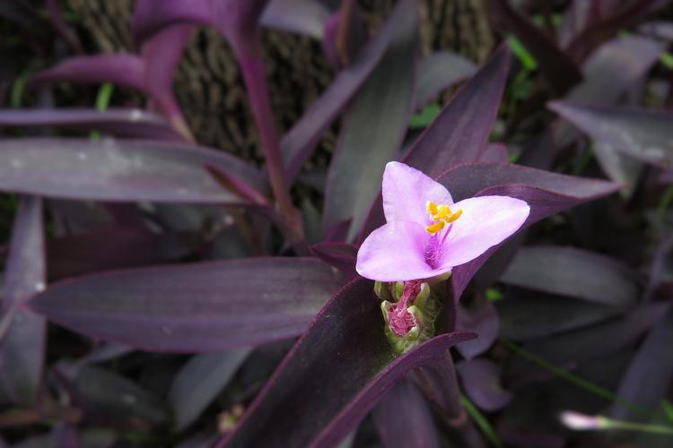 紫竹梅怎样修剪漂亮？紫竹梅怎么摘心修剪视频？-第3张图片-优品飞百科