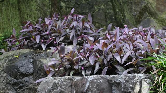 紫竹梅怎样修剪漂亮？紫竹梅怎么摘心修剪视频？-第4张图片-优品飞百科