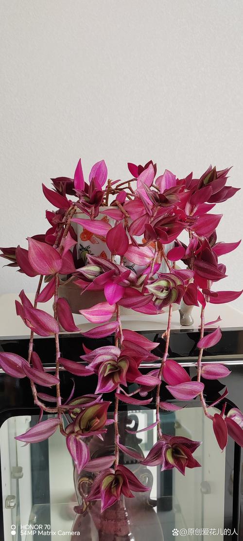 紫竹梅怎样修剪漂亮？紫竹梅怎么摘心修剪视频？-第5张图片-优品飞百科