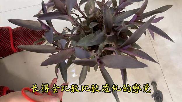 紫竹梅怎样修剪漂亮？紫竹梅怎么摘心修剪视频？-第7张图片-优品飞百科