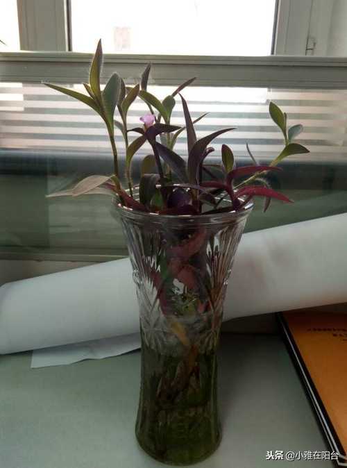 紫竹梅怎样修剪漂亮？紫竹梅怎么摘心修剪视频？-第6张图片-优品飞百科