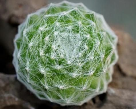 屋卷绢浇水要浇透吗，卷绢怎么养