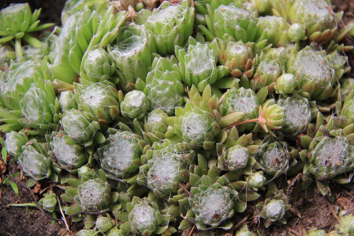 屋卷绢浇水要浇透吗,卷绢怎么养-第2张图片-优品飞百科 屋卷绢浇水要浇透吗,卷绢怎么养-第2张图片-优品飞百科