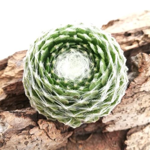 屋卷绢浇水要浇透吗,卷绢怎么养-第3张图片-优品飞百科 屋卷绢浇水要浇透吗,卷绢怎么养-第3张图片-优品飞百科