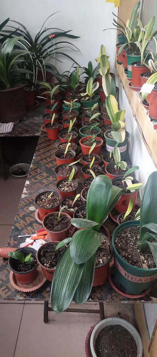 屋卷绢浇水要浇透吗,卷绢怎么养-第4张图片-优品飞百科 屋卷绢浇水要浇透吗,卷绢怎么养-第4张图片-优品飞百科