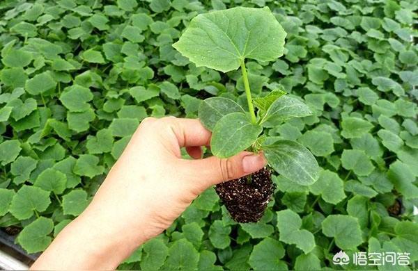 屋卷绢浇水要浇透吗,卷绢怎么养-第5张图片-优品飞百科 屋卷绢浇水要浇透吗,卷绢怎么养-第5张图片-优品飞百科