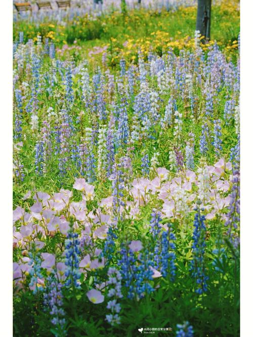 鲁冰花多少天浇一次水，鲁冰花能养多久